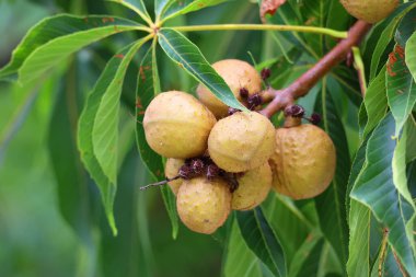 Kestaneler kayın familyasından Castanea cinsinden, Fagaceae familyasından.. 
