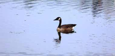 Kanada kazı gölde yüzüyor.