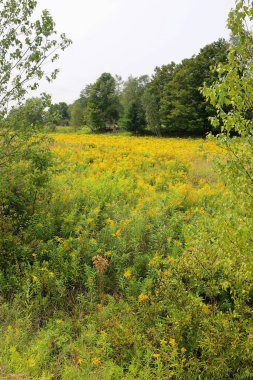 Yaz altın ve köknar ağaçları Quebec Kanada manzarası