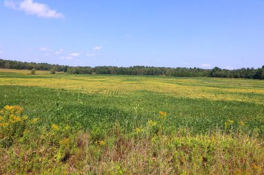 Landscape farm in country side of Saint-Ignace-de-Stanbridge it is in the Brome-Missisquoi Regional County Municipality clipart