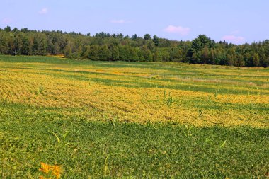 Saint-Ignace-de-Stanbridge 'in kırsal kesimindeki peyzaj çiftliği Brome-Missisquoi Bölgesel İlçe Belediyesinde yer almaktadır.