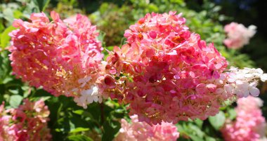 Bahçedeki güzel çiçekler