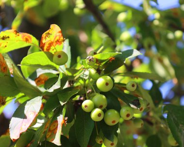 Bahçedeki ağaçta yeşil meyveler