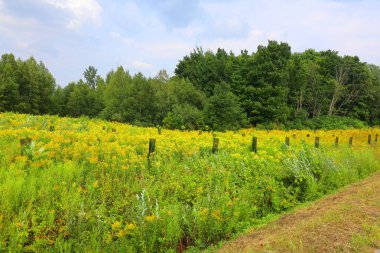 Yeşil çayır bir yaz gününde