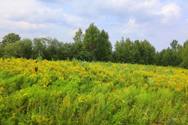 alan ve yeşil çimen