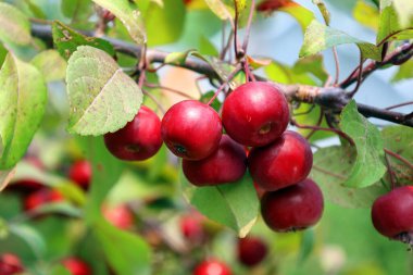 Rosaceae ailesindeki küçük yaprak döken elma ağaçları veya çalılar