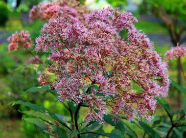 Hylotelephium sedum spectabile autumnal purple flowering ornamental plant, beautiful autumn joy butterfly stonecrop flowers in bloom clipart