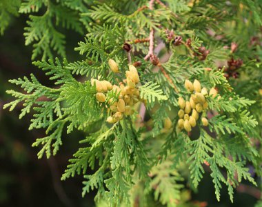Thuja kozalaklı ağaç cinsi veya Cupressaceae çalısı.