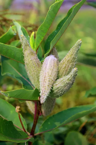 stock image Milkweed Seed Pod , Asclepias is a genus of herbaceous, perennial, flowering plants known as milkweeds, named for their latex, a milky substance containing cardiac glycosides termed cardenolides