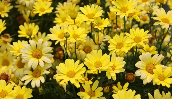 Stock image beautiful yellow chrysanthemum flowers in the garden