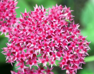 Sonbahar mevsiminde çiçek açan pembe Sedum spektabile (Sedum telephiumu).