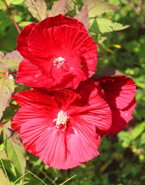 Bahçedeki Hibiscus çiçekleri