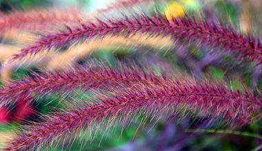 Poaceae or Gramineae large and nearly ubiquitous family of monocotyledonous flowering plants clipart