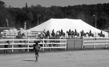 BROME QUEBEC CANADA 08 30 2024: Brome Fair horses parade. Annual country fair held Labour Day weekend with all kinds of attractions: midway, arts and crafts, livestock competitions, horses clipart