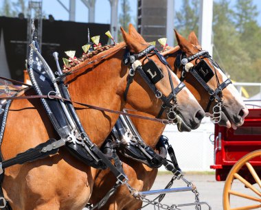 Brome Fair horses parade. Annual country fair held Labour Day weekend with all kinds of attractions: midway, arts and crafts, livestock competitions, horses clipart