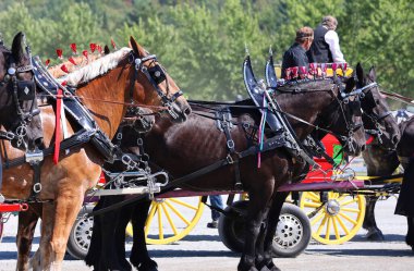 BROME QUEBEC CANADA 08: 30 30 2024: Brome Fair atları geçit töreni. Yıllık ülke fuarı her türlü eğlenceyle İşçi Bayramı düzenlendi: orta yol, sanat ve zanaat, çiftlik hayvanları yarışmaları, atlar