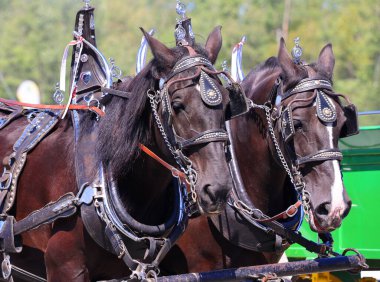 Brome Fair atları geçit töreni. Yıllık ülke fuarı her türlü eğlenceyle İşçi Bayramı düzenlendi: orta yol, sanat ve zanaat, çiftlik hayvanları yarışmaları, atlar