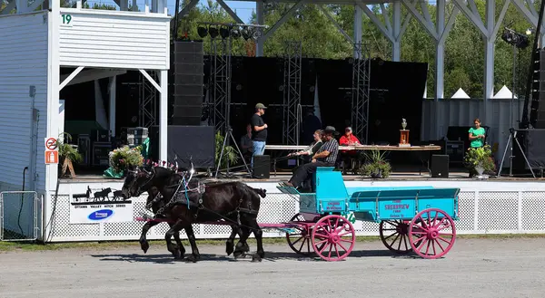 stock image BROME QUEBEC CANADA 08 30 2024: Brome Fair horses parade. Annual country fair held Labour Day weekend with all kinds of attractions: midway, arts and crafts, livestock competitions, horses