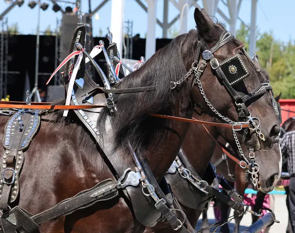 stock image Brome Fair horses parade. Annual country fair held Labour Day weekend with all kinds of attractions: midway, arts and crafts, livestock competitions, horses