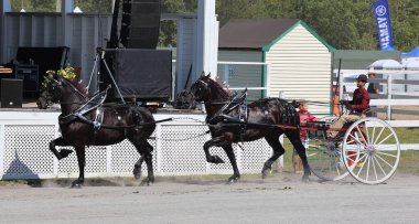 BROME QUEBEC CANADA 08: 30 30 2024: Brome Fair atları geçit töreni. Yıllık ülke fuarı her türlü eğlenceyle İşçi Bayramı düzenlendi: orta yol, sanat ve zanaat, çiftlik hayvanları yarışmaları, atlar