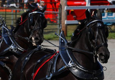 Brome Fair atları geçit töreni. Yıllık ülke fuarı her türlü eğlenceyle İşçi Bayramı düzenlendi: orta yol, sanat ve zanaat, çiftlik hayvanları yarışmaları, atlar