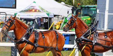 Brome Fair atları geçit töreni. Yıllık ülke fuarı her türlü eğlenceyle İşçi Bayramı düzenlendi: orta yol, sanat ve zanaat, çiftlik hayvanları yarışmaları, atlar