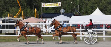 BROME QUEBEC CANADA 08: 30 30 2024: Brome Fair atları geçit töreni. Yıllık ülke fuarı her türlü eğlenceyle İşçi Bayramı düzenlendi: orta yol, sanat ve zanaat, çiftlik hayvanları yarışmaları, atlar