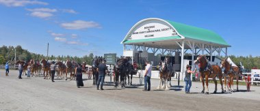 BROME QUEBEC CANADA 08: 30 30 2024: Brome Fair atları geçit töreni. Yıllık ülke fuarı her türlü eğlenceyle İşçi Bayramı düzenlendi: orta yol, sanat ve zanaat, çiftlik hayvanları yarışmaları, atlar