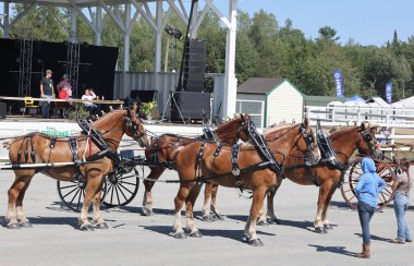 BROME QUEBEC CANADA 08: 30 30 2024: Brome Fair atları geçit töreni. Yıllık ülke fuarı her türlü eğlenceyle İşçi Bayramı düzenlendi: orta yol, sanat ve zanaat, çiftlik hayvanları yarışmaları, atlar