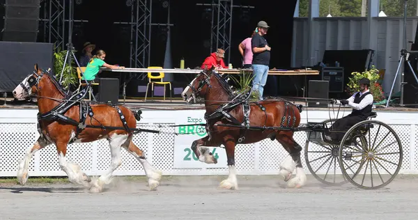 BROME QUEBEC CANADA 08: 30 30 2024: Brome Fair atları geçit töreni. Yıllık ülke fuarı her türlü eğlenceyle İşçi Bayramı düzenlendi: orta yol, sanat ve zanaat, çiftlik hayvanları yarışmaları, atlar