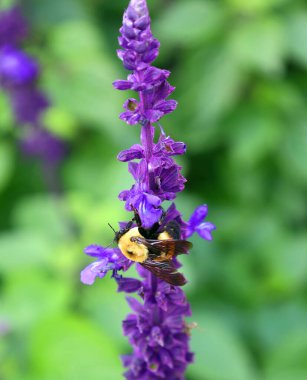 Mor çiçeklerdeki arıların yakın plan çekimi