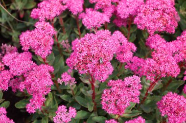 Hylotelephium telephium, orpin çiçekleri