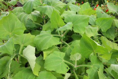 Bahçedeki Yacon yaprakları (çiçek yaprakları)