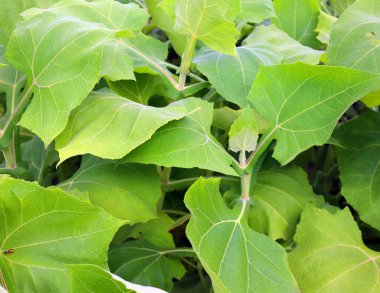 Bahçedeki Yacon yaprakları (çiçek yaprakları)