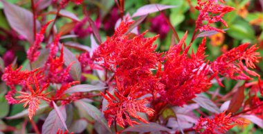 Celosia, Amaranthaceae familyasından yenilebilir ve süslemeli küçük bir bitki cinsidir.