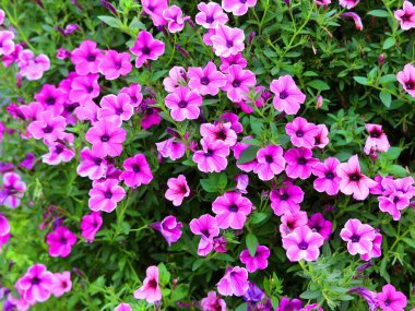 Bahçedeki güzel pembe çiçekler