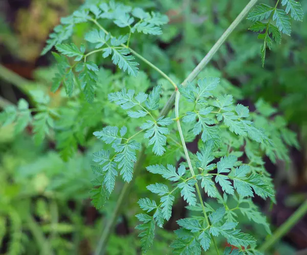 stock image Feverfew, Tanacetum parthenium fresh leaves