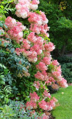 Bahçedeki güzel çiçekler
