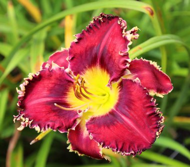 Bahçedeki kırmızı zambak çiçeği