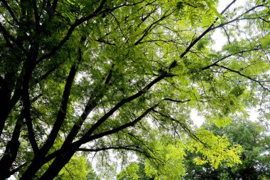 Ormanda yeşil yapraklar