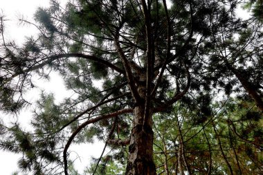 Ormanda çam dalları