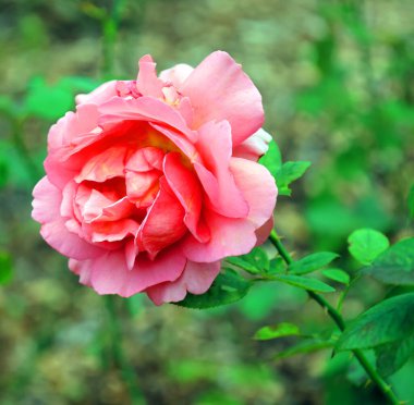 Yeşil arka planda güzel pembe bir gül