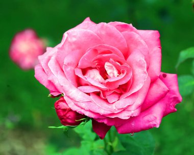 Bahçede güzel pembe bir gül