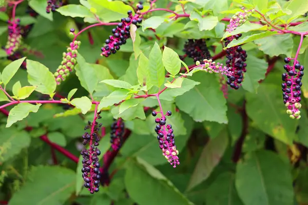 stock image Phytolacca decandra, indian pokeweed ripening black fruits on branches.