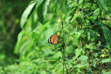 Kral, Danaus pleksippus, doğal ortamında kelebek. Meksika 'dan güzel bir böcek. Yeşil ormandaki kelebek.
