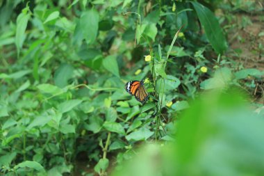 Turuncu ve yeşil tonlarda bir çayırda güzel bir kaplan kelebeği. Boşluğu kopyala