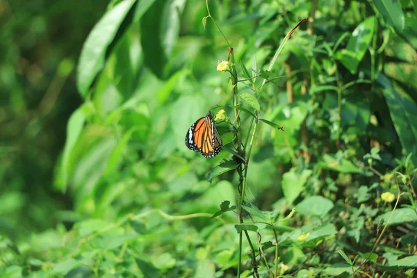 Una Bellissima Farfalla Tigre Prato Dai Toni Arancio Verde Copia — Foto Stock