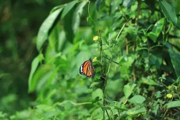 Farfalla Gialla Seduta Foglia Verde — Foto Stock