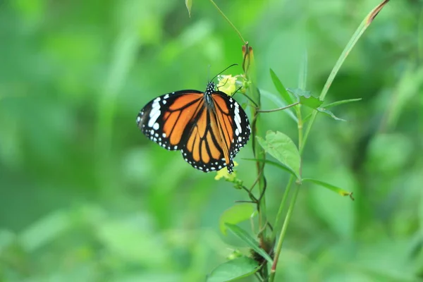 Brillante Monarca Arancione Danaus Plexippus Impollina Una Pianta Erbaccia Farfalla — Foto Stock