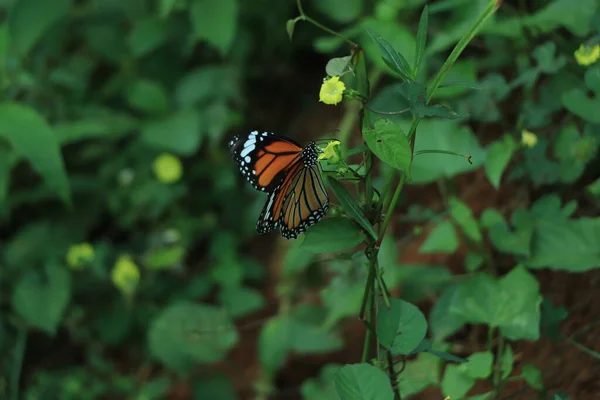 Monarca Danaus Plexippus Farfalla Nell Habitat Naturale Bell Insetto Dal — Foto Stock